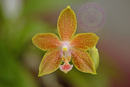 Phalaenopsis cassandra x venosa
