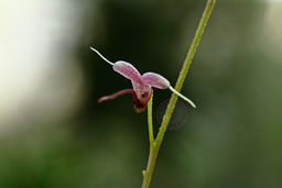 Scaphosepalum lima