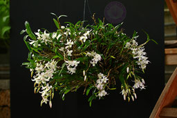 Dendrobium Honoré