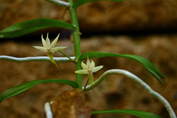 Angraecum erectum