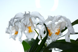 Coelogyne cristata