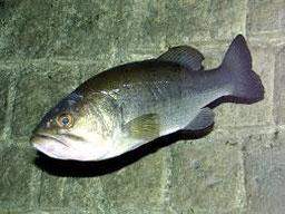 BLACK-BASS