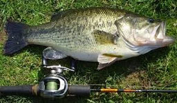 BLACK- BASS