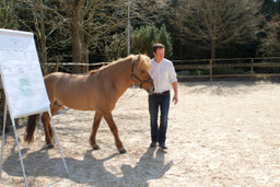 Ausbildung-Coaching-Pferde-Hamburg