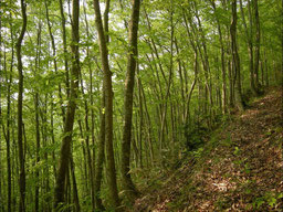 Hiyama Experimental Forest