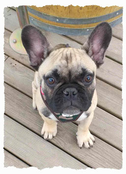 Chiot Bouledogue Français à l'école pour chiots à Dax