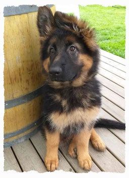 Chiot Berger Allemand à l'école pour chiots à Dax