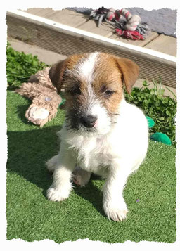 Chiot Jack Russel Terrier à l'école pour chiots à Dax