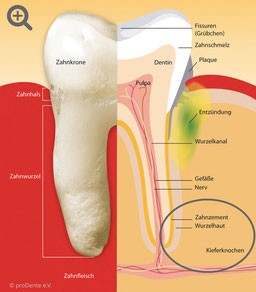 Zahn und Zahnhalteapparat