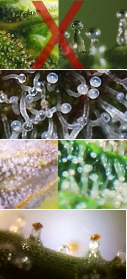 Cannabis Ernte anhand der Trichome Erntefenster 1