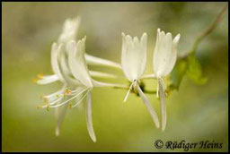 Waldgeißblatt - Lonicera periclymenum