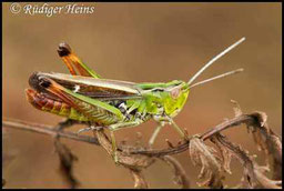 Heidegrashüpfer - Stenobothrus lineatus