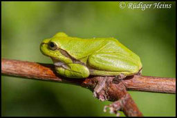 Laubfrosch - Hyla arborea