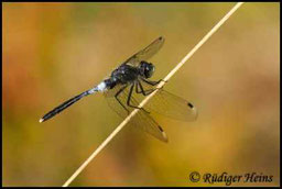 Östliche Moosjungfer - Leucorrhinia albifrons