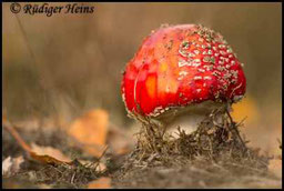 Fliegenpilz - Amanita muscaria