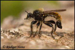 Gelbe Mordfliege - Laphria flava