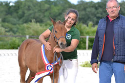 Happy Love d'Extra, Femelle New-Forest, conservée à l'élevage, Championne de FRANCE