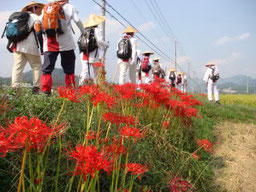 彼岸花満開