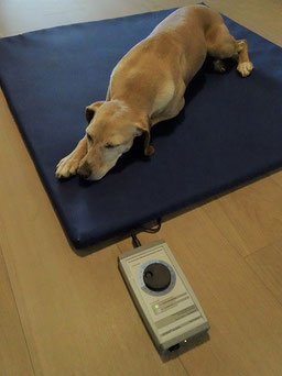 Die meisten Hunde geniessen die Behandlung auf der Magnetfeldmatte.