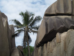 Seychelles/La Digue Island: Granitic Rock formation with palm tree, close to the famous Source d'Argent beach