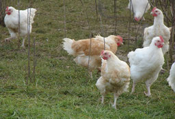 Volailles fermières ferme-auberge loire