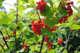 production ferme-auberge loire