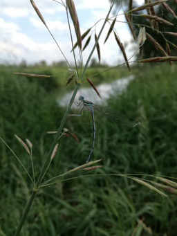 Spreewald Libelle