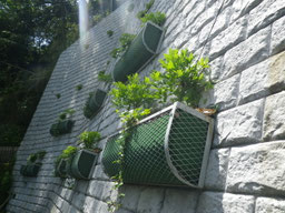 植栽：フジ、ヘデラ類