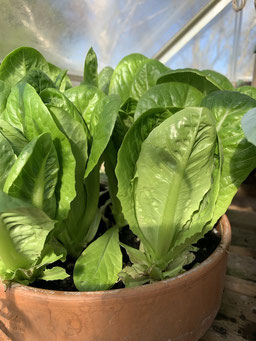 Lettuce Bowl idea.