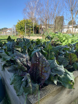 Vegetables in the winter sun edible garden.