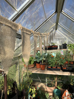 Greenhouse