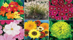 TIPOS DE PLANTAS ORNAMENTALES Y ALGUNOS BENEFICIOS - Página web de cultivoslasresclosas TIPOS DE PLANTAS ORNAMENTALES Y ALGUNOS BENEFICIOS - Página web de cultivoslasresclosas