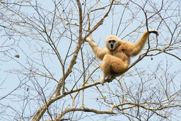 Auch Gibbons sind im Kaeng Krachan zu sehen