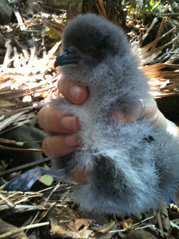Gould's petrel chick