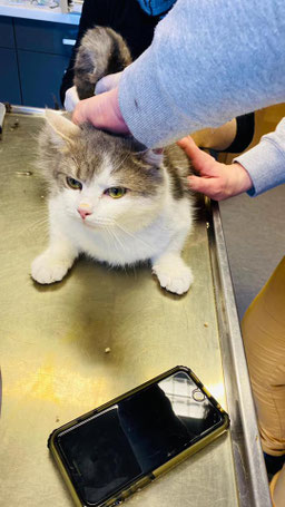 Männlich, ca. 5 Jahre alt