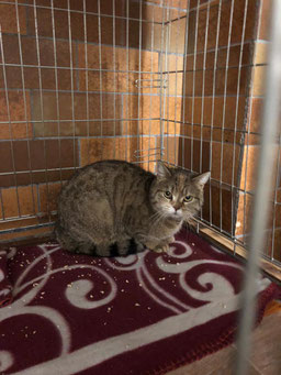 Weiblich, ca. 7 Jahre alt