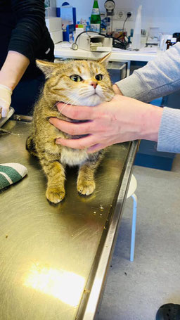 Weiblich, ca. 7-8 Jahre alt