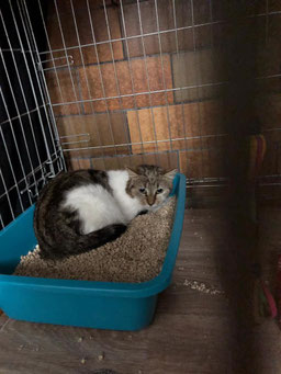 Weiblich, ca. 7 Jahre alt.