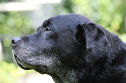 un vieux chien labrador noir avec les babines blanchies par l'âge par coach canin 16 éducateur canin à domicile en charente