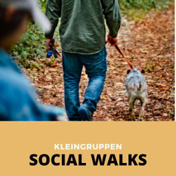 Moderierter Social Walk in Hamburg – Lernspaziergang für Hunde mit Leinenaggression und unsichere Hunde