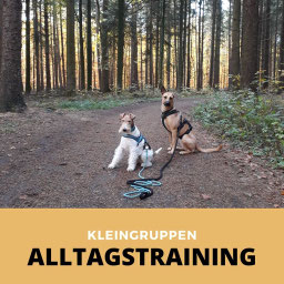 Hundetraining in der Gruppe in Hamburg Niendorf – Fokus auf Ruhe-Management und Orientierung am Halter