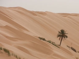 Oasis de Ksar Ghilane