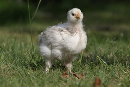 Hennenküken auf der Wiese