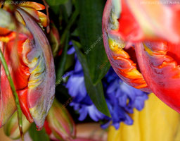 Bunte Blumen in Makroaufnahme