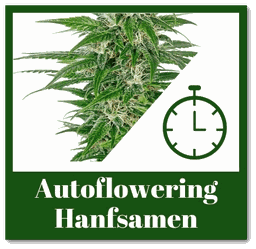 autoflowering hanfsamen