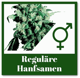 reguläre hanfsamen