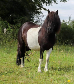 Sa mère, Jep v.stal de Trap