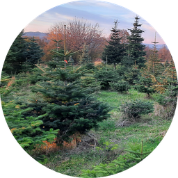 Nordmanntanne Fulda Weihnachtsbaumverkauf