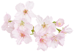 さくら（ソメイヨシノ）の花