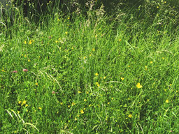 Wiese lange naturbelassen